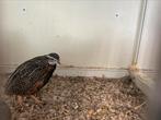 Harlekijnkwartels, Meerdere dieren, Tropenvogel