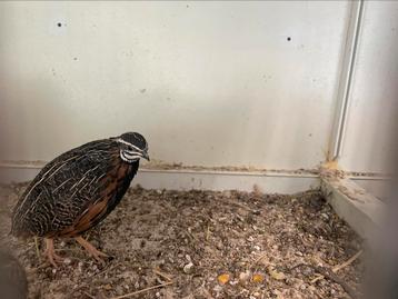 Harlekijnkwartels beschikbaar voor biedingen