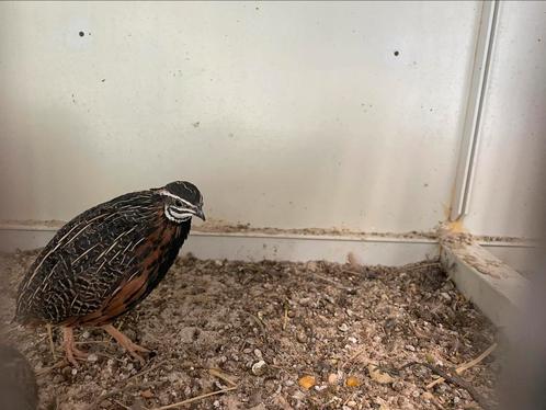 Harlekijnkwartels, Dieren en Toebehoren, Vogels | Overige Vogels, Tropenvogel, Meerdere dieren