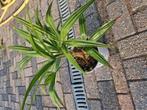 Trachycarpus fortunei, Tuin en Terras, Ophalen, Overige soorten, Halfschaduw
