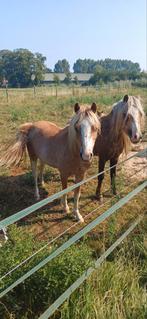 NIEUWE ADVERTENTIE  2 mooie 2,5 jarige Welsh pony's. Hengst., Dieren en Toebehoren, Pony's, Hengst, A pony (tot 1.17m), Recreatiepony
