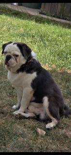 Lieve mooie mops Reu zoekt een lief gezin/baasje/s, Dieren en Toebehoren, Rabiës (hondsdolheid), 1 tot 2 jaar, Eén hond, Nederland