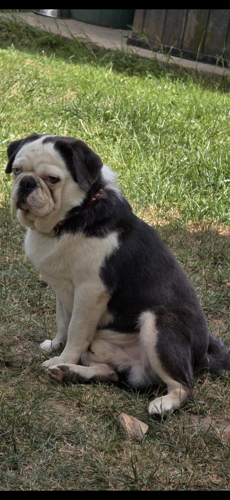 Lieve mooie mops Reu zoekt een lief gezin/baasje/s, Dieren en Toebehoren, Honden | Bulldogs, Pinschers en Molossers, Reu, Overige rassen