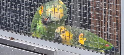 Prachtig broedkoppel blauwvoorhoofd geel schouder Amazones, Dieren en Toebehoren, Vogels | Parkieten en Papegaaien, Parkiet, Meerdere dieren