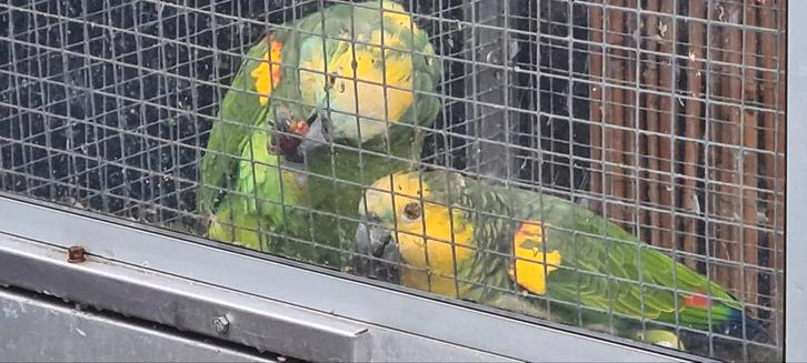 Prachtig broedkoppel blauwvoorhoofd geel schouder Amazones, Dieren en Toebehoren, Vogels | Parkieten en Papegaaien, Parkiet, Meerdere dieren