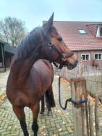 Te koop 13 jarige merrie, Dieren en Toebehoren, Merrie, Recreatiepaard, 11 jaar of ouder