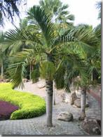 5 x Hyophorbe Verschaffeltii palm boom zaden, Ophalen, Gehele jaar, Volle zon, Zaad