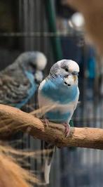 Jonge grasparkieten, Meerdere dieren, Parkiet, Tam