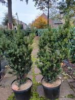Taxus media 'Hillii', Ophalen, Taxus, Minder dan 100 cm