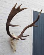 Groot ongelijk 12-ender EDELHERT GEWEI met kiezen (ref. X)