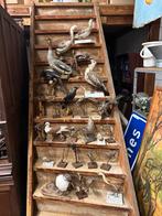 Collectie van 25 opgezette vogels, Ophalen of Verzenden