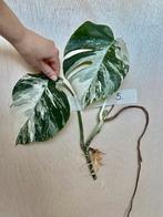 Monstera Albo stek met veel nieuwe wortels, Ophalen of Verzenden, Halfschaduw, Minder dan 100 cm