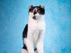American Curl kittens | stamboom | geholpen | gezond | lief, Dieren en Toebehoren, Meerdere dieren, Kortharig, 0 tot 2 jaar