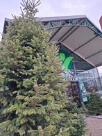 Nordmann, Tuin en Terras, Overige soorten, Lente, 400 cm of meer, Ophalen