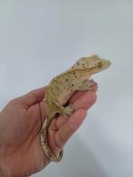 0.1 Wimpergekko bewezen kweekvrouw Tiger Dalmatian 2020, Hagedis, Tam, 3 tot 6 jaar