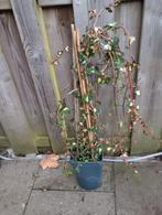 Bonte Klimop - Hedera Helix, Ophalen, Vaste plant, Bloeit niet, Halfschaduw