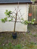 Appelboom Elstar, Appelboom, Volle zon, 100 tot 250 cm, Ophalen of Verzenden