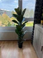 Ficus Robusta elastica rubberplant te koop 135 cm, pot 21 cm, Huis en Inrichting, Kamerplanten, Ophalen, Ficus, 100 tot 150 cm