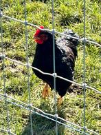 Barneveldse kippen, Dieren en Toebehoren, Mannelijk, Kip