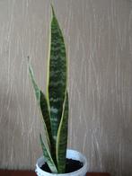 Sansevieria - vrouwentong, 40 cm, Huis en Inrichting, Kamerplanten, Overige soorten, Minder dan 100 cm, Ophalen of Verzenden, Halfschaduw