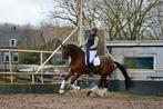 Grote, talentvolle merrie, Dieren en Toebehoren, Paarden, Merrie, 175 cm of meer, Dressuurpaard, 3 tot 6 jaar