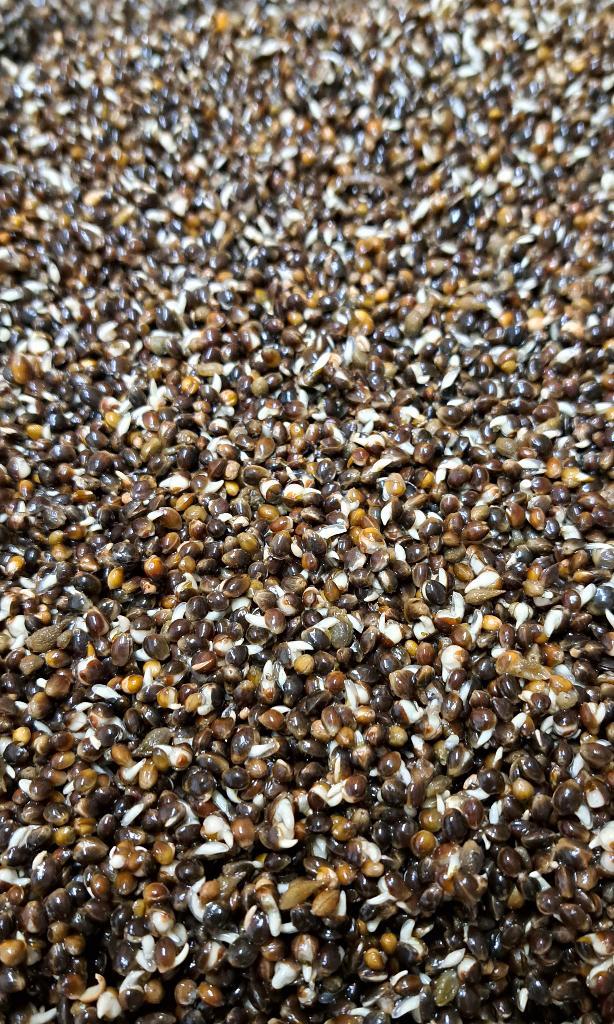 Hennep super kiem top aas voor karper, Watersport en Boten, Hengelsport | Karpervissen, Nieuw, Overige typen, Ophalen of Verzenden