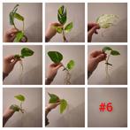 Stekjesbox #6, Ophalen of Verzenden, Overige soorten, Halfschaduw, Minder dan 100 cm