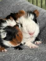 Lieve tamme ch teddy cavias, Dieren en Toebehoren, Cavia, Februari, Mannelijk, Tam