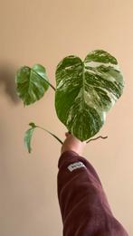 Mooie gewortelde monstera variegata stek, Huis en Inrichting, Kamerplanten, Ophalen of Verzenden, Halfschaduw, Minder dan 100 cm