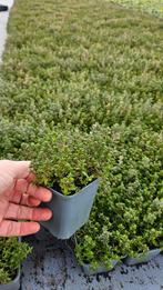 Thymus vulgaris Compacta - thijm - kruiptijm, Tuin en Terras, Planten | Tuinplanten, Ophalen of Verzenden, Vaste plant, Bodembedekkers