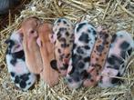 Gothinger Biggen minivarken, Dieren en Toebehoren, Schapen, Geiten en Varkens, Meerdere dieren, Varken