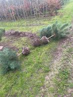 Pinus nigra van 80-100 cm tot 175 -200 cm, Tuin en Terras, Planten | Bomen, Bloeit niet, Halfschaduw, 100 tot 250 cm, Overige soorten