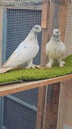 Duiven te koop, Meerdere dieren, Overige soorten