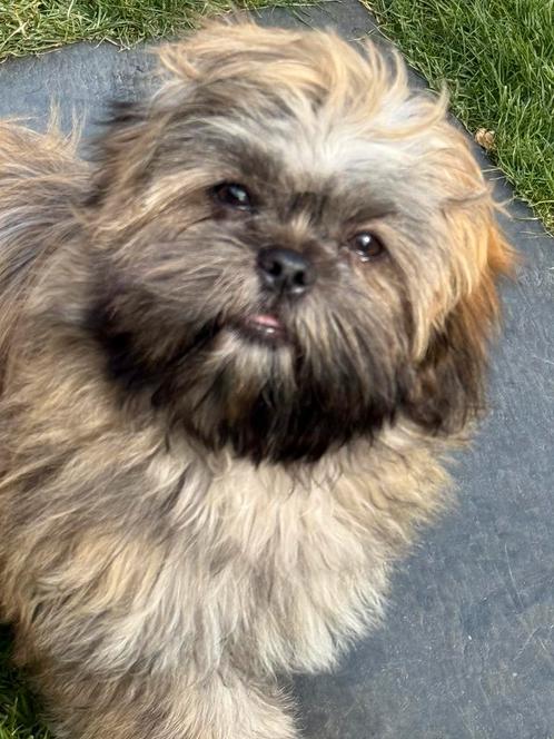 Lhasa apso pups, Dieren en Toebehoren, Honden | Chihuahua's en Gezelschapshonden, Meerdere dieren, Overige rassen, Fokker | Professioneel