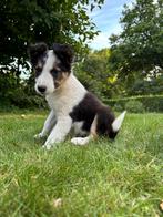 Border Collie pups, 8 tot 15 weken, Collie, CDV (hondenziekte), Meerdere