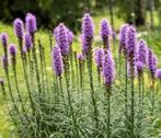 Lampepoetser Liatris Spicata, paars, Tuin en Terras, Planten | Tuinplanten, Volle zon, Vaste plant, Zomer, Ophalen