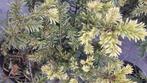 Restpartij 18 Taxus baccata groenblijvende haag, Ophalen of Verzenden, Taxus, Haag, 100 tot 250 cm