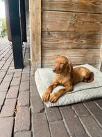 Speciale Vizsla pup!, CDV (hondenziekte), 8 tot 15 weken, Eén hond, Nederland