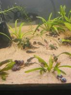 L201 algeneters, Dieren en Toebehoren, Vis