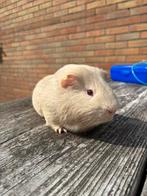 Cavia beertje (1 jaar oud) zoekt nieuw thuis, Cavia, Mannelijk, Tam, Oktober