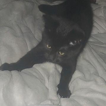 Kittens beschikbaar voor biedingen