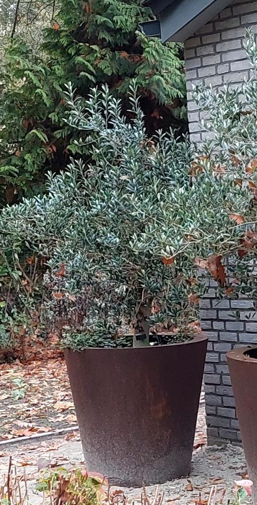 Hele grote zware cortenstaal plantenbak met olijfboom, Tuin en Terras, Bloembakken en Plantenbakken, Gebruikt, Metaal, Tuin, 60 cm of meer