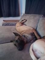 🐶 Laatste Staff Malinois Pups! Gaat snel dit weekend 🐶, Dieren en Toebehoren, Honden | Niet-rashonden, Meerdere, Meerdere dieren