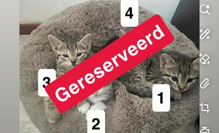 Kittens 🐾, Dieren en Toebehoren, Katten en Kittens | Raskatten | Korthaar, Meerdere dieren, 0 tot 2 jaar, Ontwormd