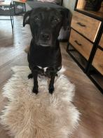 Labrador/ stafford pups, CDV (hondenziekte), 8 tot 15 weken, Meerdere, Meerdere dieren