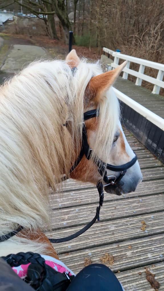 Haflinger met trauma en een gouden karakter, Dieren en Toebehoren, Pony's, Ruin