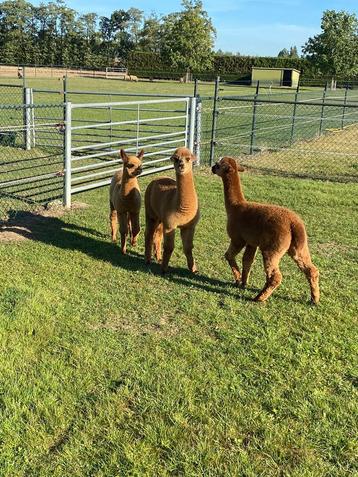 3 alpaca hengst veulens beschikbaar voor biedingen