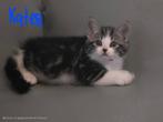 Kruising ragdoll britse korthaar, Ophalen of Verzenden