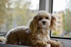 Maltipoo, 15 weken tot 1 jaar, Overige rassen, Meerdere, Meerdere dieren