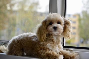 Maltipoo beschikbaar voor biedingen